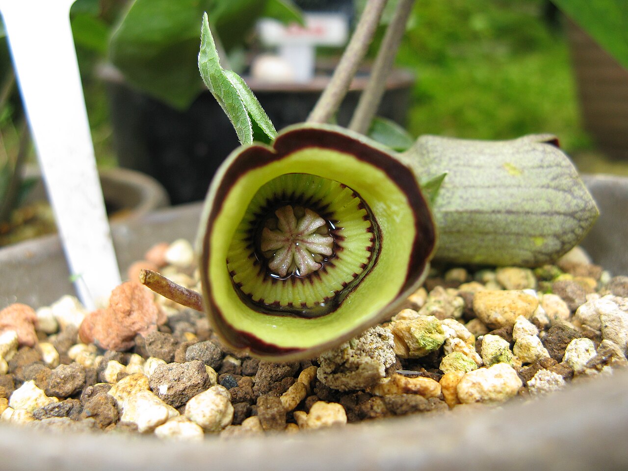 شيانينغ