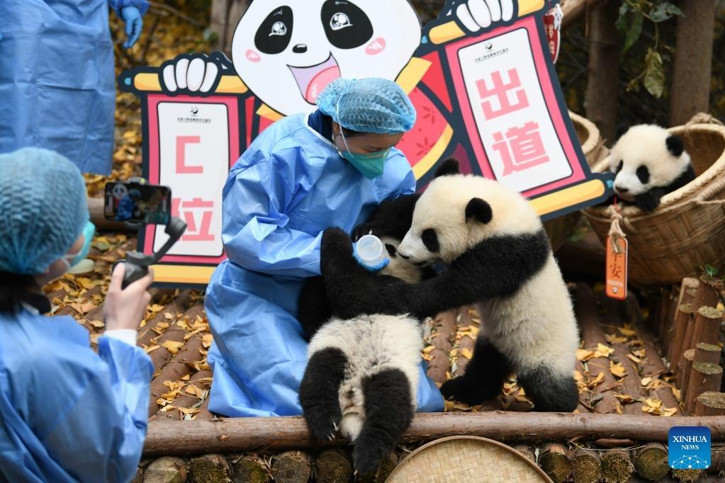 成都大熊猫繁育研究基地