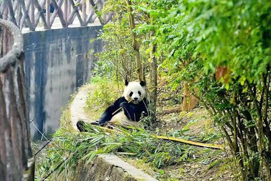 成都大熊猫繁育研究基地