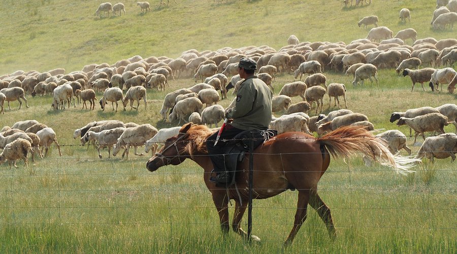 سهول خولون بوير العشبية