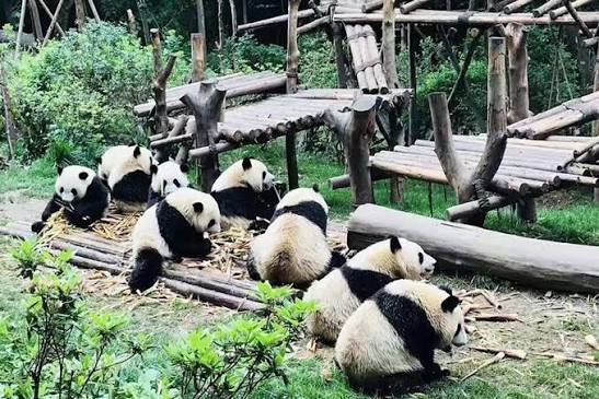 成都大熊猫繁育研究基地