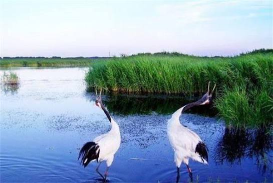 Zhalong Nature Reserve