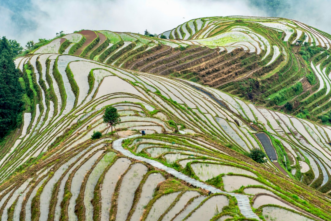 Longji Rice Terraces